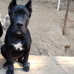 Nala - Black female Cane Corso puppy in Diamond Springs, California from Solo Uno Cane Corso