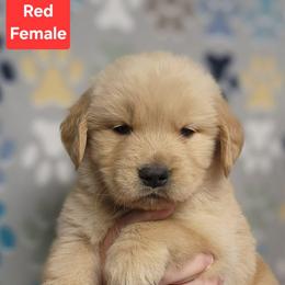 Tutti Red Girl - Golden female Golden Retriever puppy in Wauseon, Ohio from Golden Sunrise Retrievers