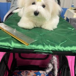 Ginger - White female Coton de Tulear puppy in Sun Prairie, Wisconsin from Firebird Show Dogs