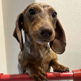 Moana - Dachshund