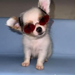 Gargamel - Merle male Chihuahua puppy in Naples, Florida from Naples Tiny Dogs