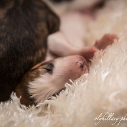 Silken Windhound Puppies from Amethyst Silken Windhounds