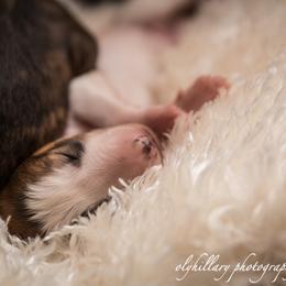 Silken Windhound Puppies from Amethyst Silken Windhounds