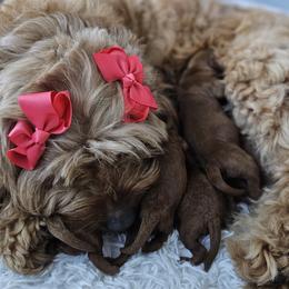 Labradoodles from Sashasdoodles