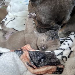 French Bulldog Puppies from Upcountry Frenchies