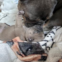 French Bulldog Puppies from Upcountry Frenchies