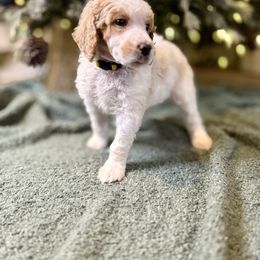Yellow - Parti male Poodle puppy in Vidor, Texas from East Bunch Poodles