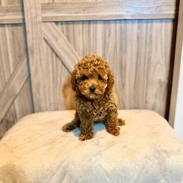 Pooh - Red  male Goldendoodle puppy in Bells, Texas from Partridge Doodles and Poodles