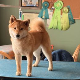 Shiba Inu puppies from Tobitatsu Shiba Inu
