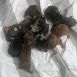 Beagles and Dachshunds from Owens Farm