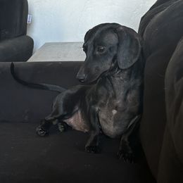 Zoey - Dachshund