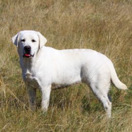 Fergie - Labrador Retriever