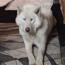Avalanche - Siberian Husky