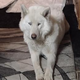 Avalanche - Siberian Husky