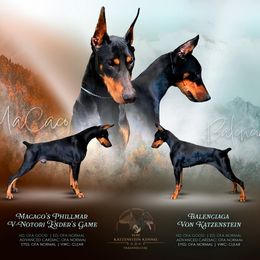 Doberman Pinscher puppies from Von Katzenstein Kennel