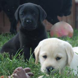 Labrador Retrievers from WFH Labradors
