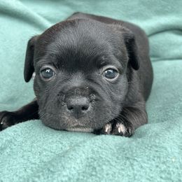 Morla - Brindle female Staffordshire Bull Terrier puppy in Houston, Texas from Breaking Bad Staffords
