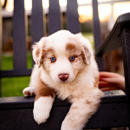 Latte - Red merle male Miniature Australian Shepherd puppy in Hearne, Texas from Wigglebutts Unlimited