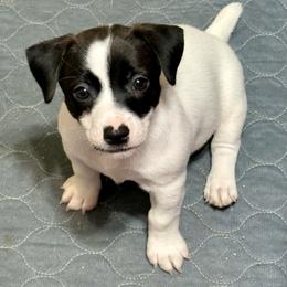 Girl 2 - Brown and white female Jack Russell Terrier puppy in Williston, Florida from CP FARMS BORDER COLLIES N JACKS CORP