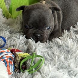 Titan - Blue male French Bulldog puppy in Waitts Lake, Washington from Best Friend standard Frenchies
