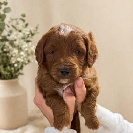 Boy 2 - Red  male Goldendoodle puppy in Sacramento, Utah from Little legacy doodles