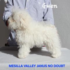 Gwen - Bolognese