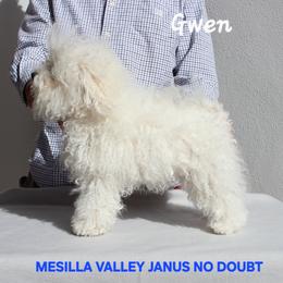 Gwen - Bolognese
