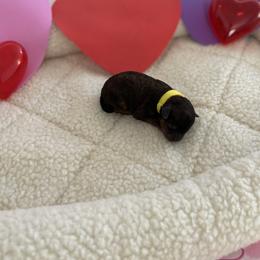Yellow - Phantom male Poodle puppy in Bakersfield, California from Pups and Paws Toy Poodles