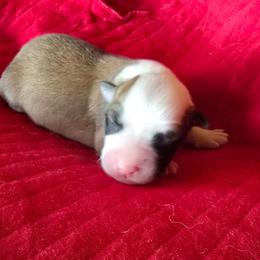 Miska - Tan and white female Icelandic Sheepdog puppy in Mariposa, California from Glacier Point Icelandics