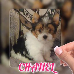 Yorkshire Terrier Puppies from Schultz Yorkies byGrace