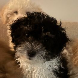 Pumpkin - Black and white male Companion Cross puppy in Glenmont, New York from CocoPuff Breeders