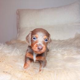 Ash - Fawn (isabella) and tan male Dachshund puppy in Washburn, Tennessee from Clinch Mountain Dachshunds