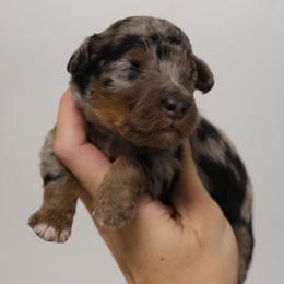 Roman - Blue merle male Bernedoodle puppy in Muskogee, Oklahoma from Lawler’s Legacy Litters