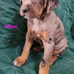Catahoula Leopard Dog Puppies from OpenGate Catahoulas