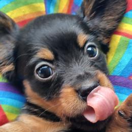 Babi - Black and tan female Dachshund puppy in Birmingham, Alabama from Mini Doxies Love