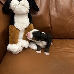 Bernese Mountain Dog Puppies from Blair Berners