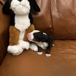 Bernese Mountain Dog Puppies from Blair Berners