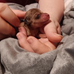 Dapple Female - Dapple female Dachshund puppy in Howell, Michigan from Em-Me's Royal 'n Loyal Dachshunds