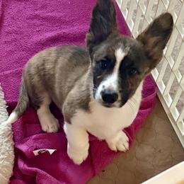 Boy 1 - Brindle and white male Cardigan Welsh Corgi puppy in Springfield, Illinois from Improv Show Dogs