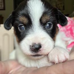 Lucky - Tri-color female Russell Terrier puppy in Viper, Kentucky from Mountain Top