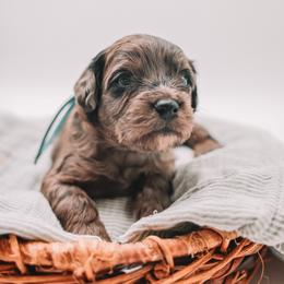 Blue Boy F1B Mini Goldendoodle - Merle male Goldendoodle puppy in Mckinney, Texas from Doodles of North Tx