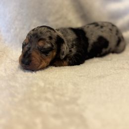 Ripley - Dapple male Dachshund puppy in Glen Saint Mary, Florida from 🍯 Honey Pot Dachshunds 🐾