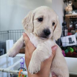 Gray Boy - Scoop - Cream male Dachshund puppy in Madison, Wisconsin from CC's Dachshunds
