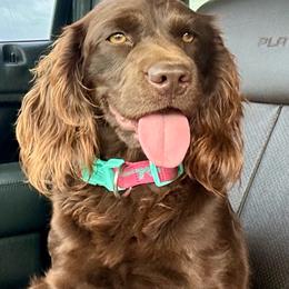 Ziggy - Boykin Spaniel