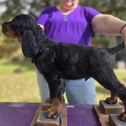 Boy 3 - Black and tan male Gordon Setter puppy in Milton, Florida from Katherine's Golden Retrievers, Gordon Setters, and English Setters