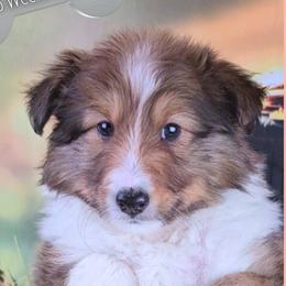 Girl 1 - Alexis - Sable and white female Shetland Sheepdog puppy in Elberton, Georgia from Ioney's Southern Paws Shelties, Frenchies, and Yorkies
