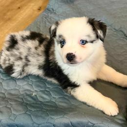 Clay - Blue merle male Miniature Australian Shepherd puppy in Luling, Texas from Little Wood Toy and Mini Aussies