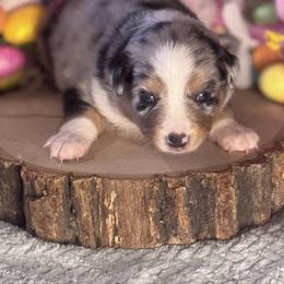 Darla - Blue merle female Miniature Australian Shepherd puppy in California from Eagle River Aussies
