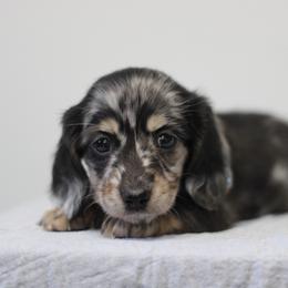 Nova - Dapple female Dachshund puppy in Alto, Texas from Prima Dachshunds