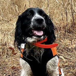 English Springer Spaniels from Craig Campbell